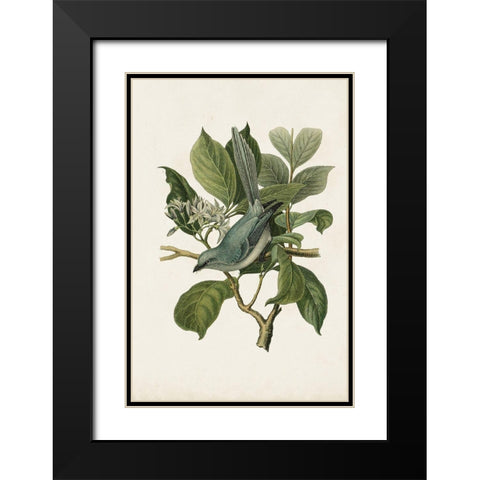 Antique Bird Trio II Black Modern Wood Framed Art Print with Double Matting by Unknown