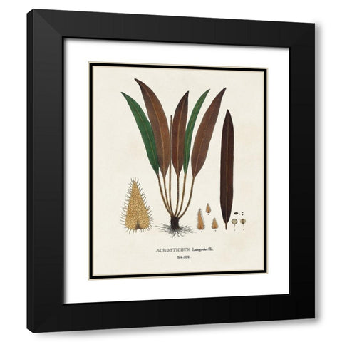 Botanical Society Ferns I Black Modern Wood Framed Art Print with Double Matting by Vision Studio