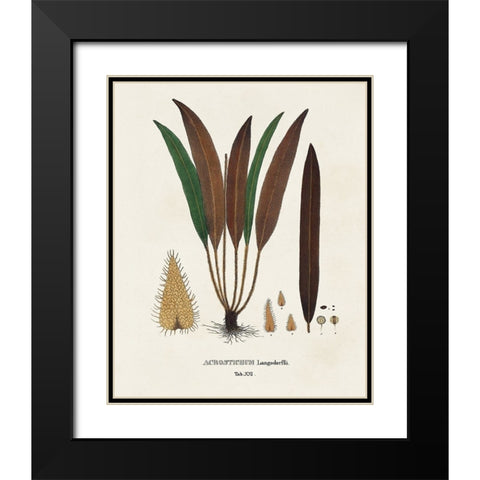 Botanical Society Ferns I Black Modern Wood Framed Art Print with Double Matting by Vision Studio