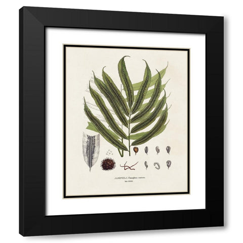 Botanical Society Ferns II Black Modern Wood Framed Art Print with Double Matting by Vision Studio