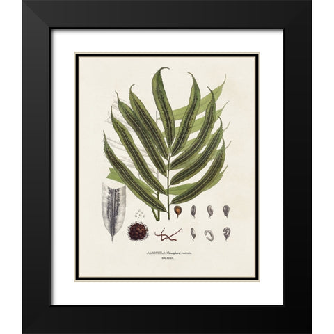 Botanical Society Ferns II Black Modern Wood Framed Art Print with Double Matting by Vision Studio