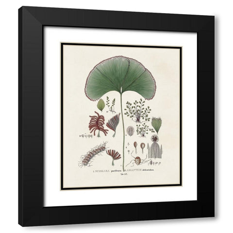 Botanical Society Ferns III Black Modern Wood Framed Art Print with Double Matting by Vision Studio