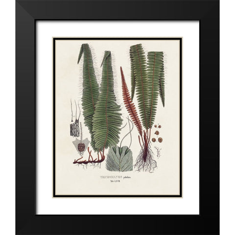 Botanical Society Ferns IV Black Modern Wood Framed Art Print with Double Matting by Vision Studio