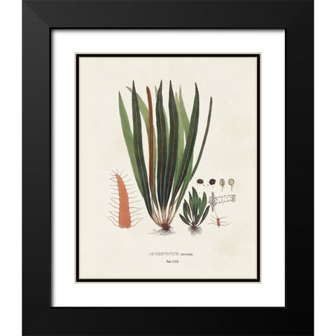 Botanical Society Ferns V Black Modern Wood Framed Art Print with Double Matting by Vision Studio