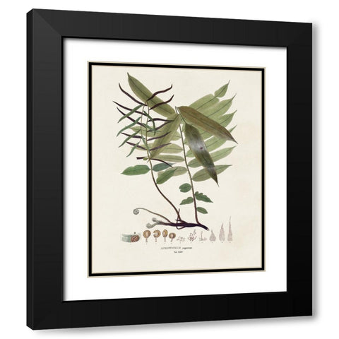 Botanical Society Ferns VI Black Modern Wood Framed Art Print with Double Matting by Vision Studio