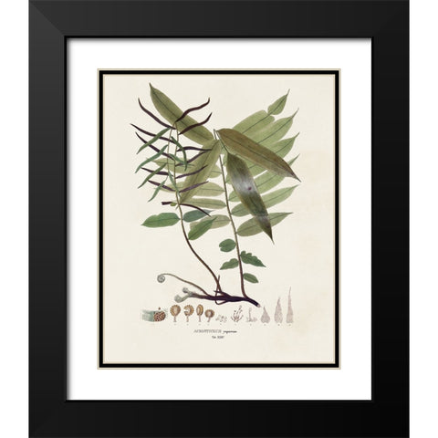 Botanical Society Ferns VI Black Modern Wood Framed Art Print with Double Matting by Vision Studio