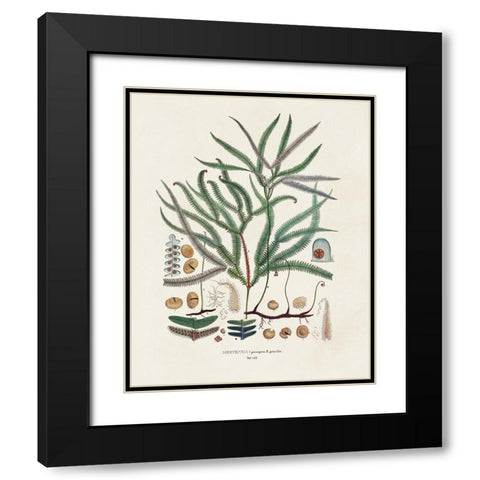 Botanical Society Ferns VII Black Modern Wood Framed Art Print with Double Matting by Vision Studio