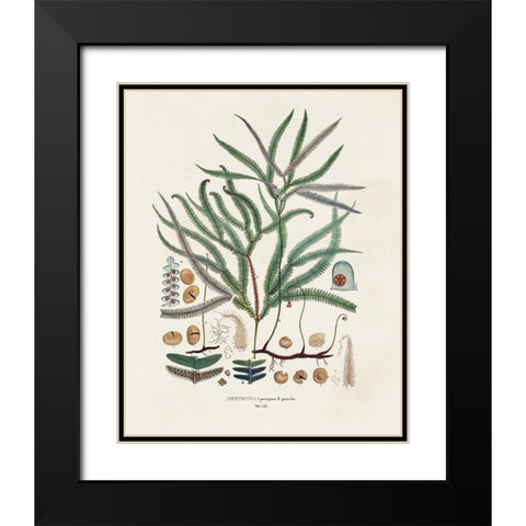 Botanical Society Ferns VII Black Modern Wood Framed Art Print with Double Matting by Vision Studio