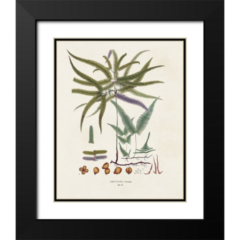 Botanical Society Ferns VIII Black Modern Wood Framed Art Print with Double Matting by Vision Studio
