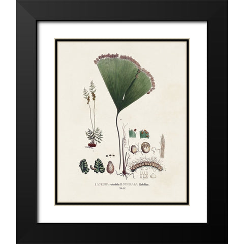 Botanical Society Ferns IX Black Modern Wood Framed Art Print with Double Matting by Vision Studio
