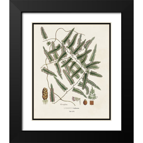 Botanical Society Ferns X Black Modern Wood Framed Art Print with Double Matting by Vision Studio