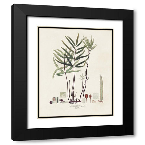 Botanical Society Ferns XI Black Modern Wood Framed Art Print with Double Matting by Vision Studio