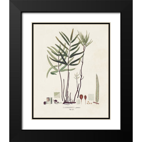 Botanical Society Ferns XI Black Modern Wood Framed Art Print with Double Matting by Vision Studio