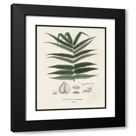 Botanical Society Ferns XII Black Modern Wood Framed Art Print with Double Matting by Vision Studio