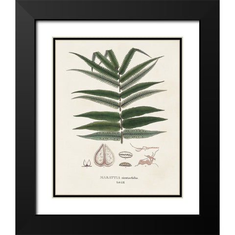 Botanical Society Ferns XII Black Modern Wood Framed Art Print with Double Matting by Vision Studio