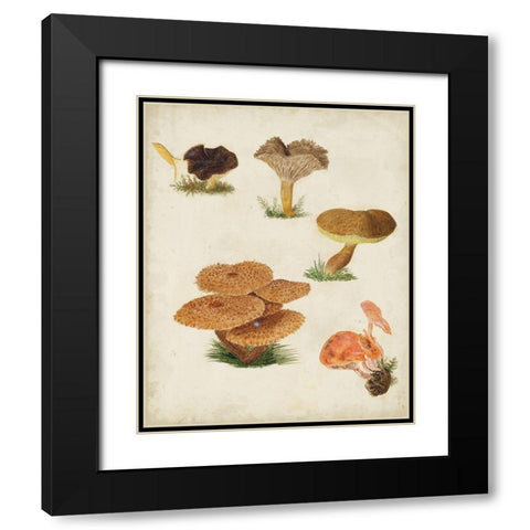 Mushroom Species V Black Modern Wood Framed Art Print with Double Matting by Vision Studio