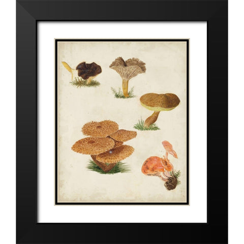 Mushroom Species V Black Modern Wood Framed Art Print with Double Matting by Vision Studio