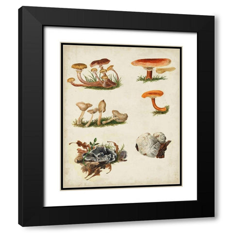 Mushroom Species X Black Modern Wood Framed Art Print with Double Matting by Vision Studio