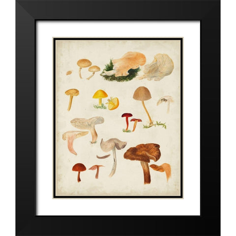 Mushroom Species XII Black Modern Wood Framed Art Print with Double Matting by Vision Studio