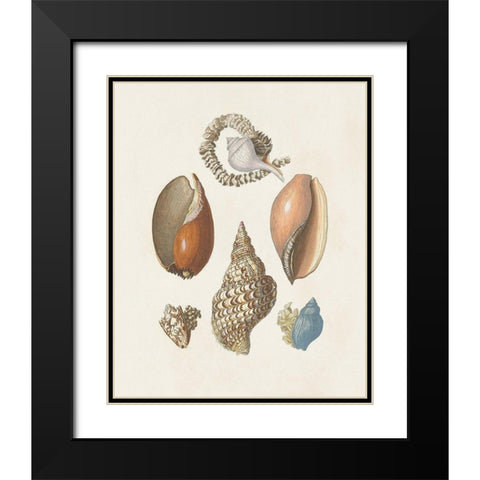 Knorr Shells And Coral I Black Modern Wood Framed Art Print with Double Matting by Knorr