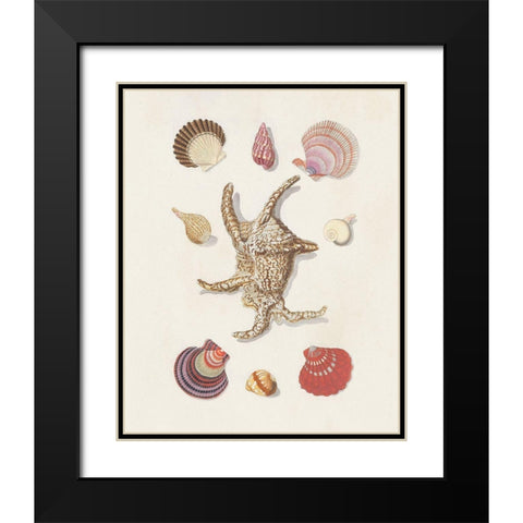Knorr Shells And Coral II Black Modern Wood Framed Art Print with Double Matting by Knorr