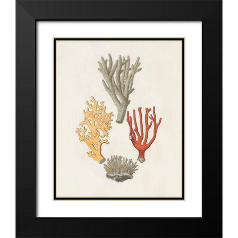 Knorr Shells And Coral IV Black Modern Wood Framed Art Print with Double Matting by Knorr