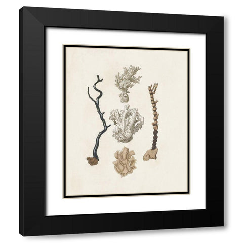 Knorr Shells And Coral V Black Modern Wood Framed Art Print with Double Matting by Knorr
