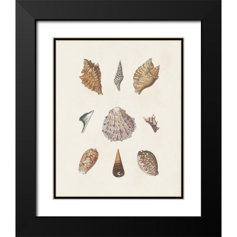 Knorr Shells And Coral VI Black Modern Wood Framed Art Print with Double Matting by Knorr