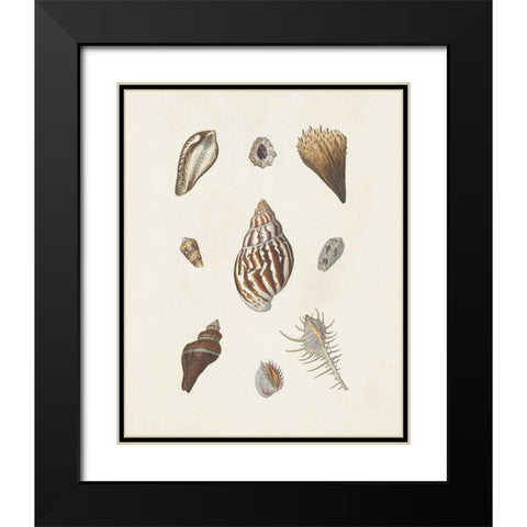 Knorr Shells And Coral IX Black Modern Wood Framed Art Print with Double Matting by Knorr