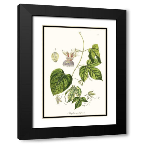 Passion Flower Trio I Black Modern Wood Framed Art Print with Double Matting by Unknown