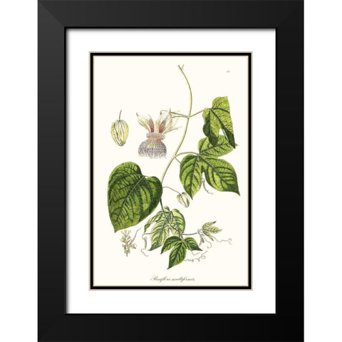 Passion Flower Trio I Black Modern Wood Framed Art Print with Double Matting by Unknown