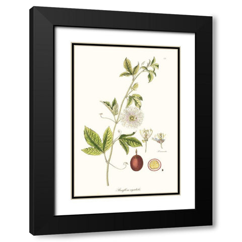 Passion Flower Trio II Black Modern Wood Framed Art Print with Double Matting by Unknown