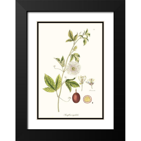Passion Flower Trio II Black Modern Wood Framed Art Print with Double Matting by Unknown