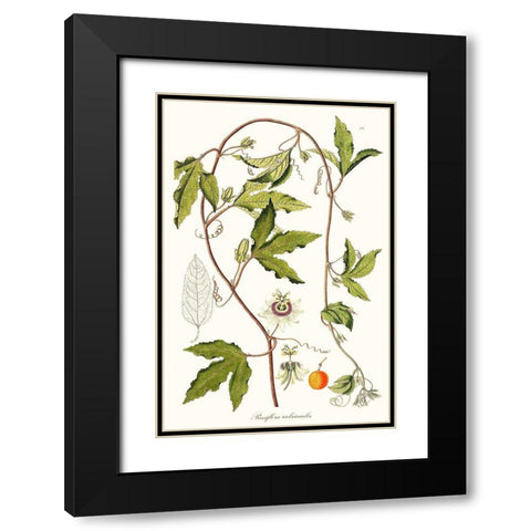 Passion Flower Trio III Black Modern Wood Framed Art Print with Double Matting by Unknown