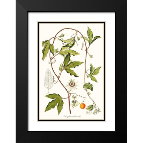 Passion Flower Trio III Black Modern Wood Framed Art Print with Double Matting by Unknown
