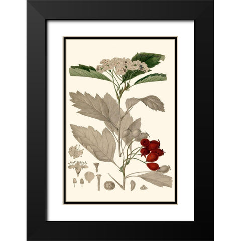 Leaves And Berries I Black Modern Wood Framed Art Print with Double Matting by Vision Studio