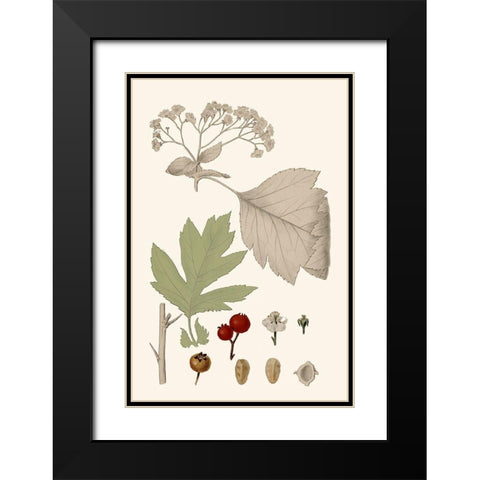 Leaves And Berries II Black Modern Wood Framed Art Print with Double Matting by Vision Studio