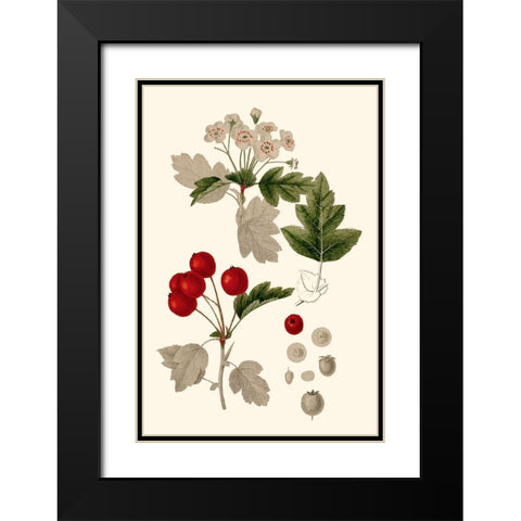 Leaves And Berries III Black Modern Wood Framed Art Print with Double Matting by Vision Studio