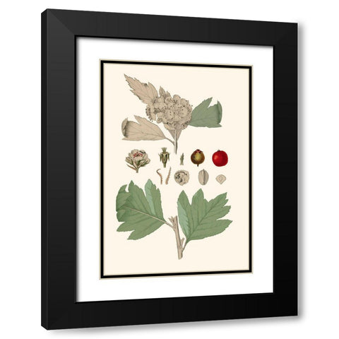 Leaves And Berries IV Black Modern Wood Framed Art Print with Double Matting by Vision Studio