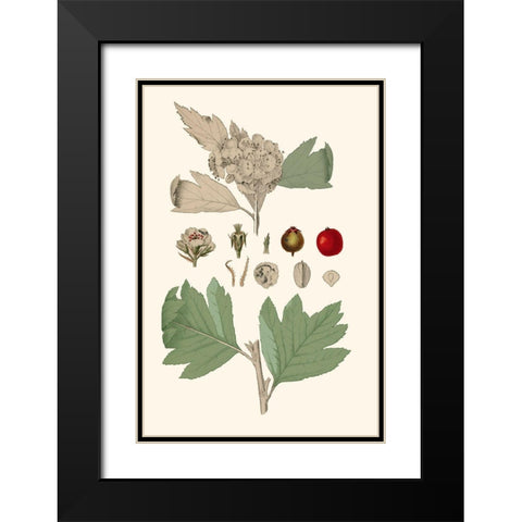 Leaves And Berries IV Black Modern Wood Framed Art Print with Double Matting by Vision Studio