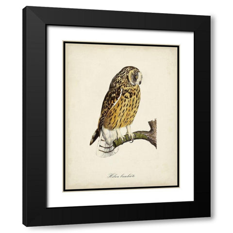 French Owls II Black Modern Wood Framed Art Print with Double Matting by de Langlois