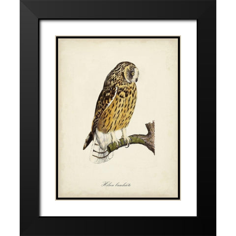French Owls II Black Modern Wood Framed Art Print with Double Matting by de Langlois