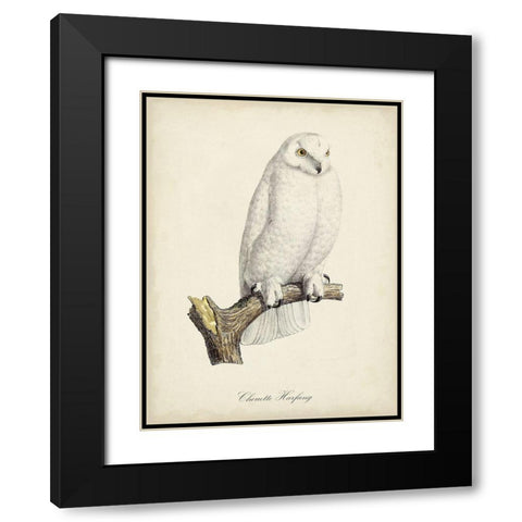 French Owls IV Black Modern Wood Framed Art Print with Double Matting by de Langlois