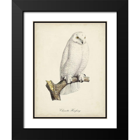 French Owls IV Black Modern Wood Framed Art Print with Double Matting by de Langlois