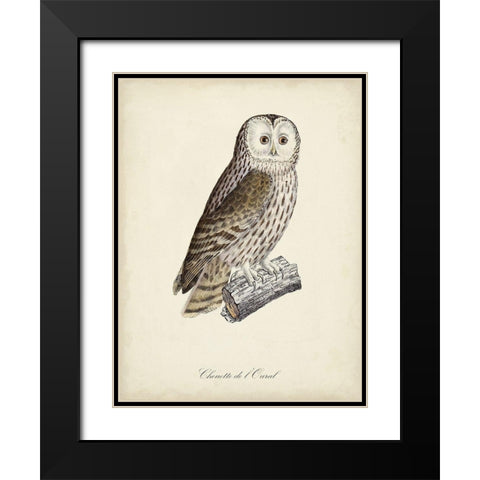 French Owls V Black Modern Wood Framed Art Print with Double Matting by de Langlois