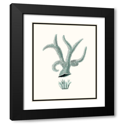 Antique Coastal Coral XII Black Modern Wood Framed Art Print with Double Matting by Esper, Johann