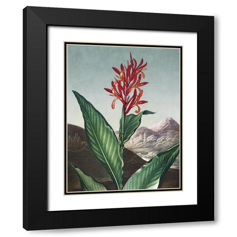 Temple of Flora I Black Modern Wood Framed Art Print with Double Matting by Thornton, Dr. Robert J.