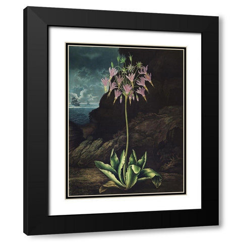 Temple of Flora II Black Modern Wood Framed Art Print with Double Matting by Thornton, Dr. Robert J.