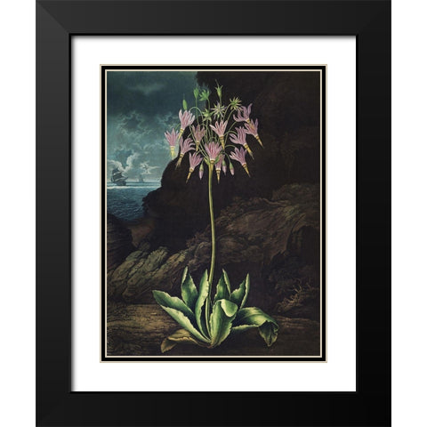 Temple of Flora II Black Modern Wood Framed Art Print with Double Matting by Thornton, Dr. Robert J.