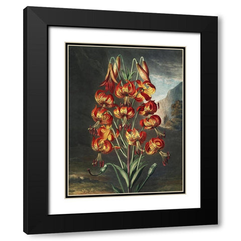 Temple of Flora III Black Modern Wood Framed Art Print with Double Matting by Thornton, Dr. Robert J.
